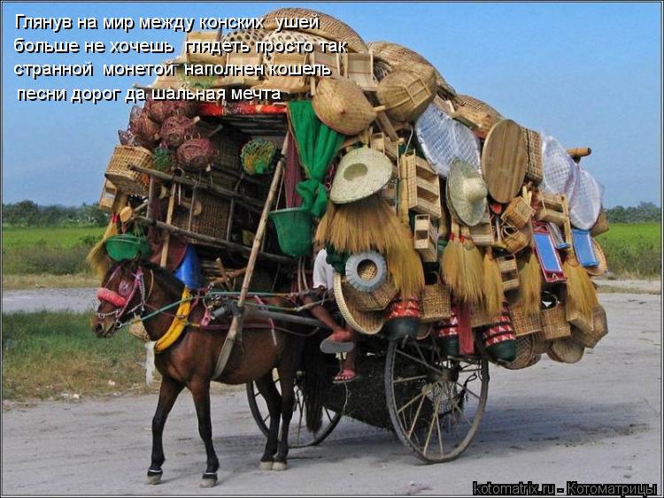 Котоматрица: Глянув на мир между конских  ушей больше не хочешь  глядеть просто так странной  монетой  наполнен кошель песни дорог да шальная мечта