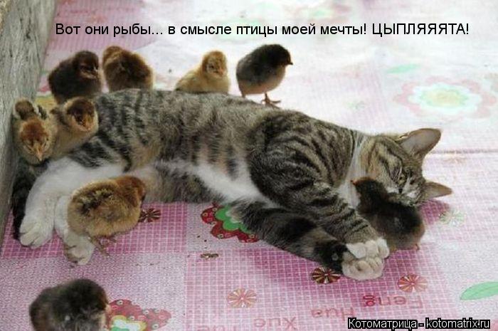 Котоматрица: Вот они рыбы... в смысле птицы моей мечты! ЦЫПЛЯЯЯТА!