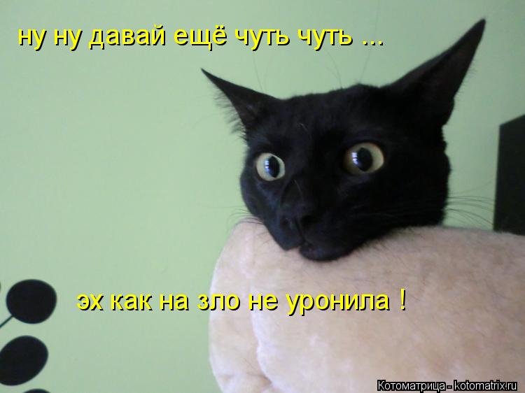 Котоматрица: ну ну давай ещё чуть чуть ... эх как на зло не уронила !