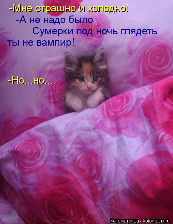 Котоматрица: -Мне страшно и холодно! -А не надо было  Сумерки под ночь глядеть ты не вампир!  -Но...но...