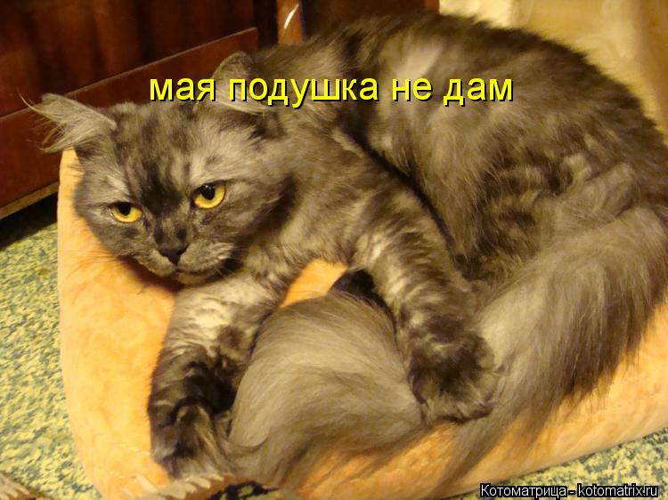 Котоматрица: мая подушка не дам