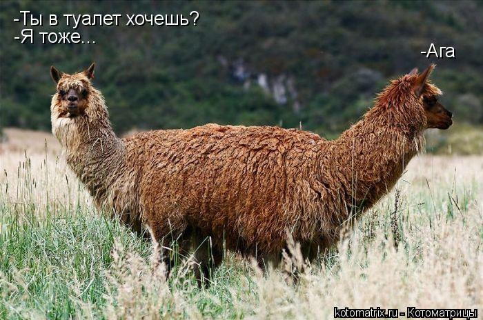 Котоматрица: -Ты в туалет хочешь? -Ага -Я тоже...
