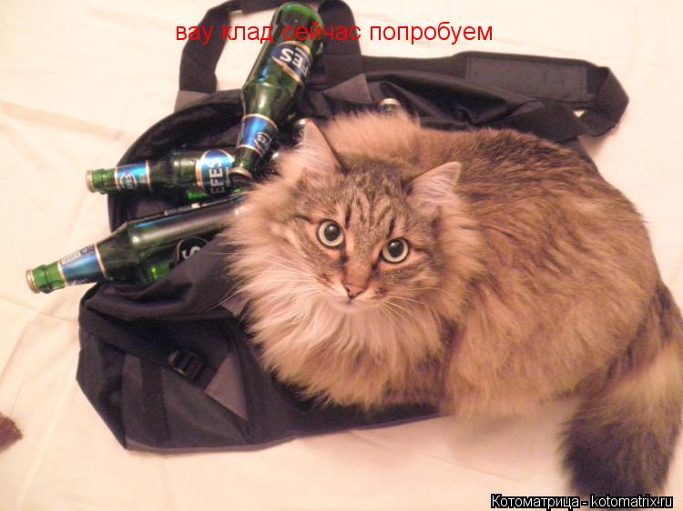 Котоматрица: вау клад сейчас попробуем