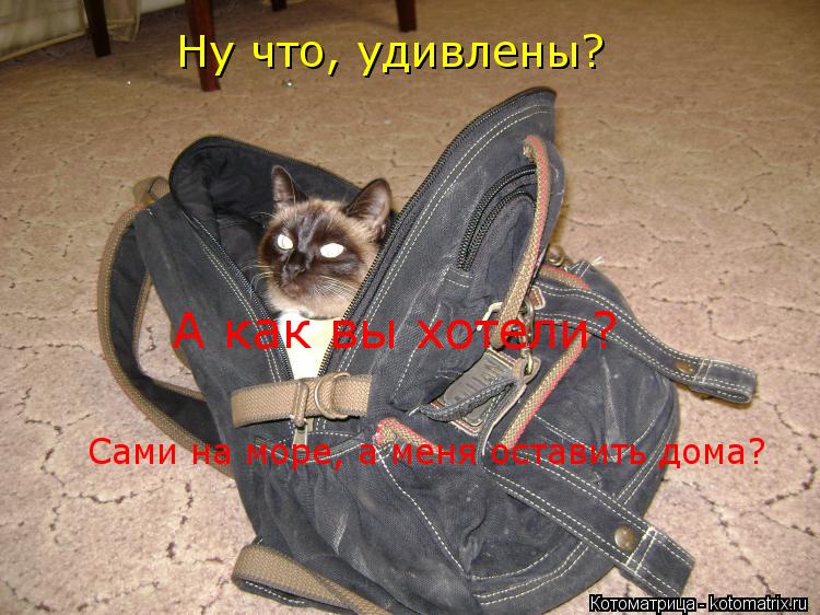 Котоматрица: Ну что, удивлены? А как вы хотели? Сами на море, а меня оставить дома?