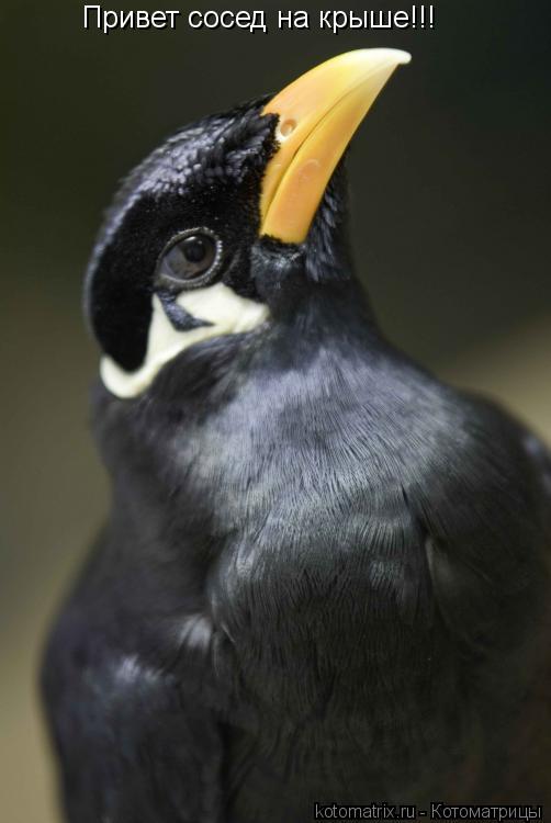 Котоматрица: Привет сосед на крыше!!!