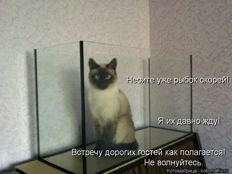 Котоматрица: Несите уже рыбок скорей! Встречу дорогих гостей как полагается! Не волнуйтесь. Я их давно жду!