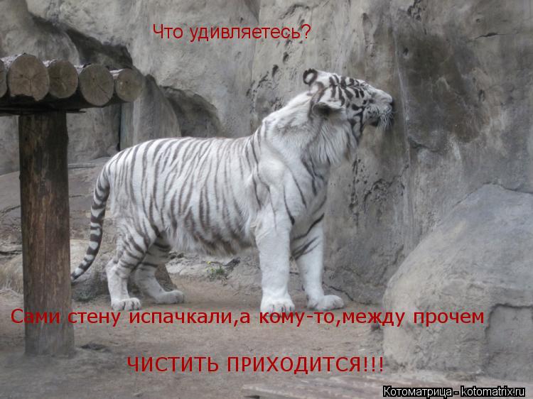 Котоматрица: Что удивляетесь? Сами стену испачкали,а кому-то,между прочем  ЧИСТИТЬ ПРИХОДИТСЯ!!!
