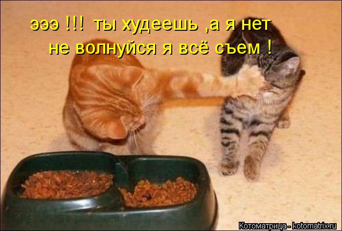 Котоматрица: эээ !!! ты худеешь ,а я нет не волнуйся я всё съем !