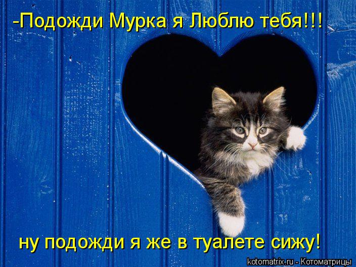 Котоматрица: -Подожди Мурка я Люблю тебя!!! ну подожди я же в туалете сижу!