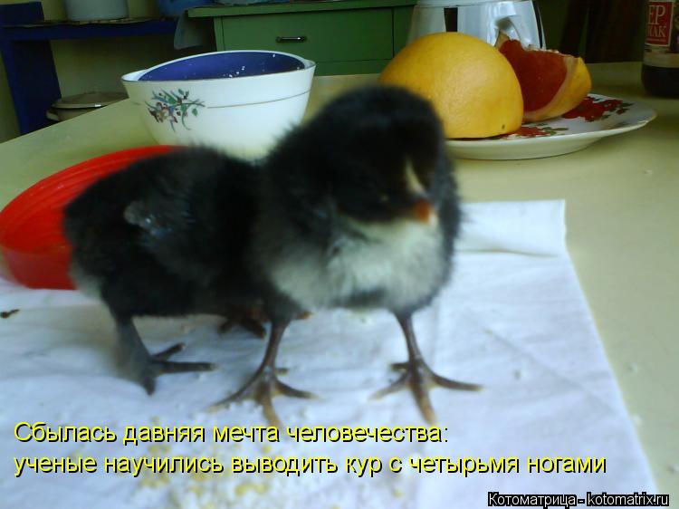 Котоматрица: Сбылась давняя мечта человечества: ученые научились выводить кур с четырьмя ногами