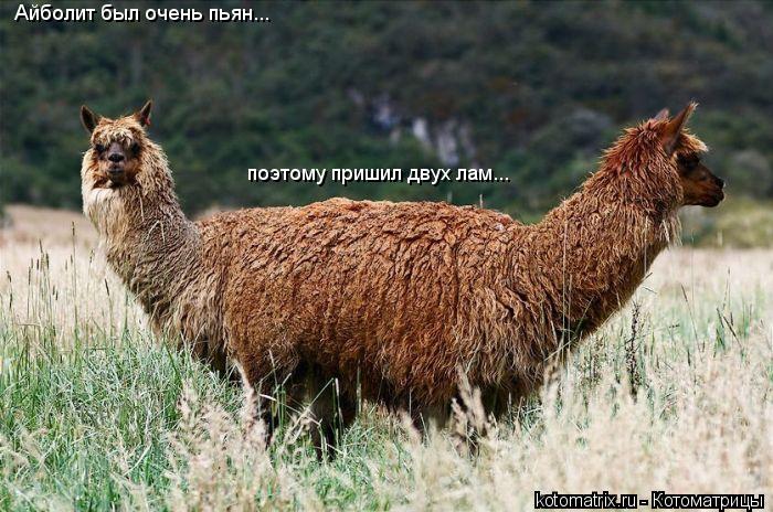 Котоматрица: Айболит был очень пьян... поэтому пришил двух лам...