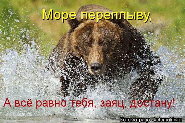 Котоматрица: Море переплыву, А всё равно тебя, заяц, достану!