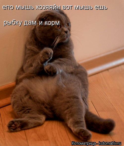 Котоматрица: епо мышь хозяяйн вот мышь ешь  рыбку дам и корм