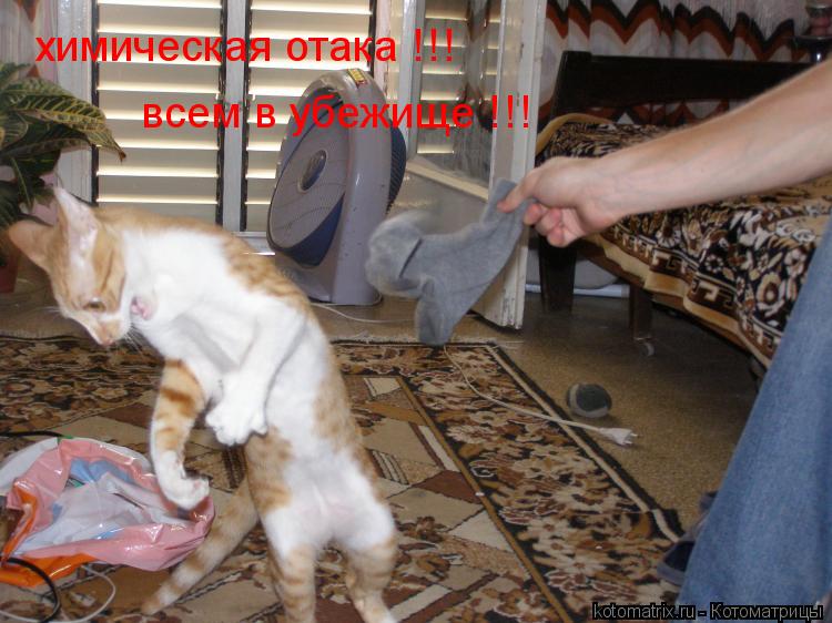 Котоматрица: химическая отака !!! всем в убежище !!!