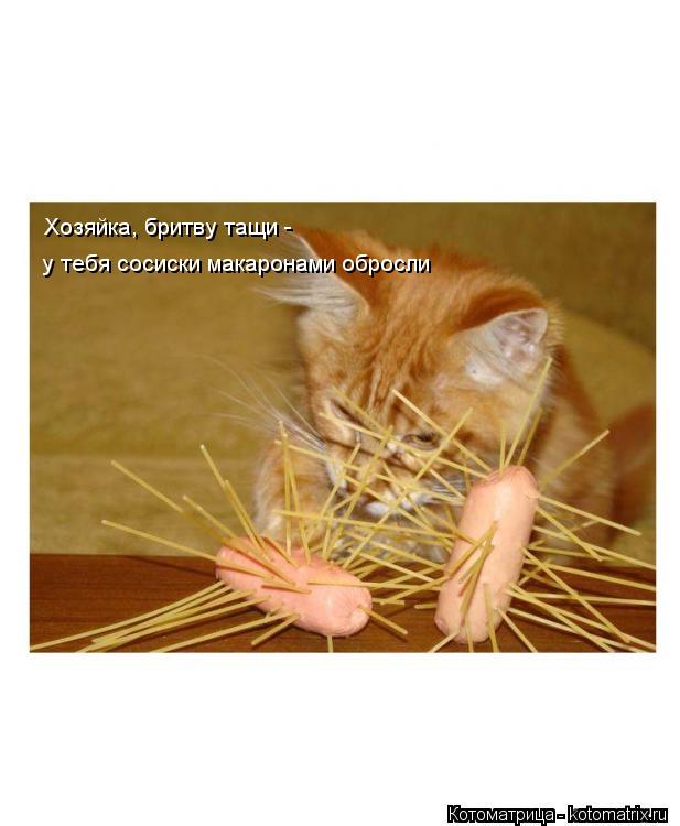 Котоматрица: Хозяйка, бритву тащи -  у тебя сосиски макаронами обросли