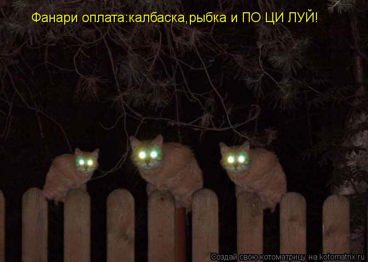 Котоматрица: Фанари оплата:калбаска,рыбка и ПО ЦИ ЛУЙ!