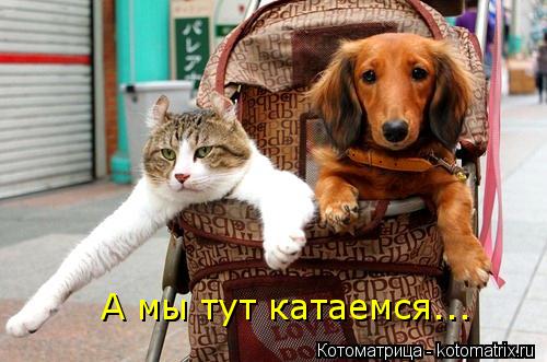 Котоматрица: А мы тут катаемся...