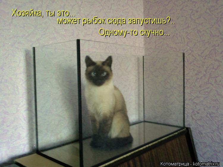 Котоматрица: Хозяйка, ты это... может рыбок сюда запустишь?..  Одному-то скучно...