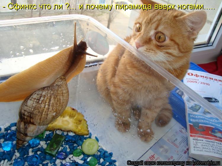 Котоматрица: - Сфинкс что ли ?... и почему пирамида вверх ногами.....