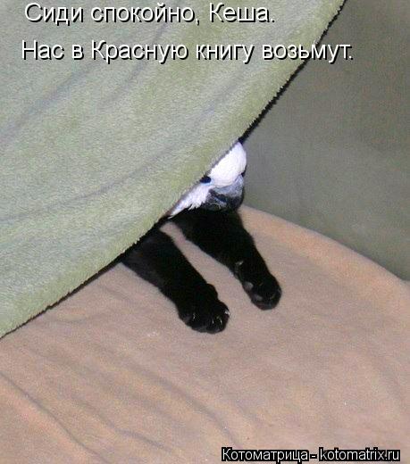 Котоматрица: Нас в Красную книгу возьмут. Сиди спокойно, Кеша.
