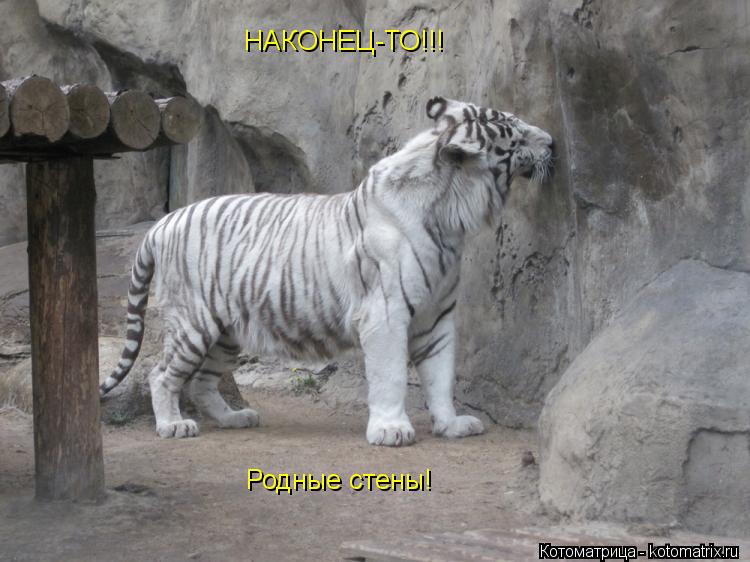 Котоматрица: НАКОНЕЦ-ТО!!! Родные стены!