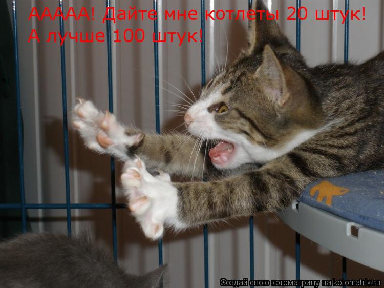 Котоматрица: ААААА! Дайте мне котлеты 20 штук! А лучше 100 штук!