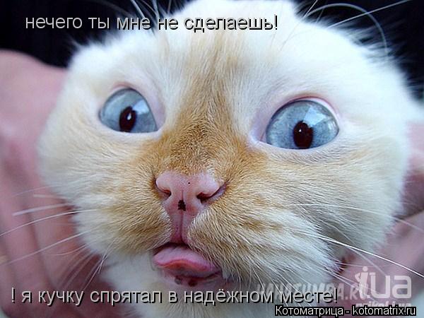 Котоматрица: нечего ты мне не сделаешь!  ! я кучку спрятал в надёжном месте!