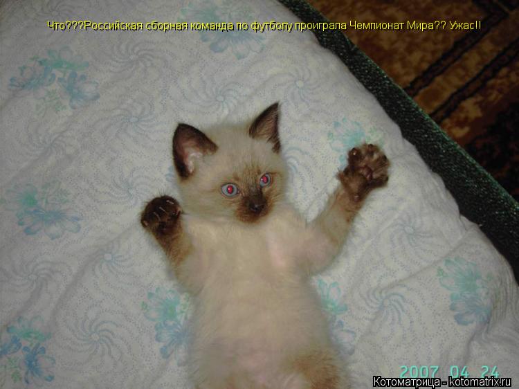 Котоматрица: Что???Российская сборная команда по футболу проиграла Чемпионат Мира?? Что???Российская сборная команда по футболу проиграла Чемпионат Мира