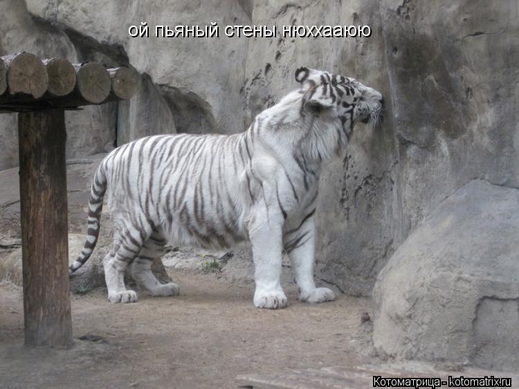 Котоматрица: ой пьяный стены нюххааюю