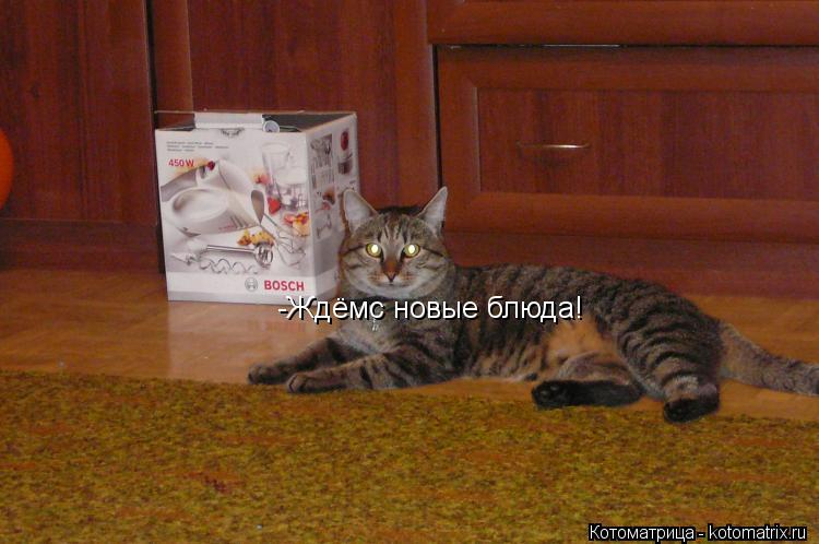 Котоматрица: -Ждёмс новые блюда!