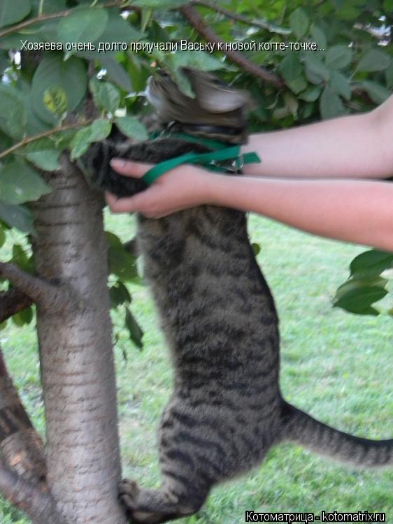 Котоматрица: Хозяева очень долго приучали Ваську к новой когте-точке...