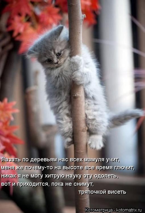 Котоматрица: Лазать по деревьям нас всех мамуля учит, меня же почему-то на высоте все время глючит, никак я не могу хитрую науку эту одолеть, вот и приходи