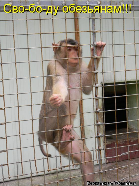 Котоматрица: Сво-бо-ду обезьянам!!!