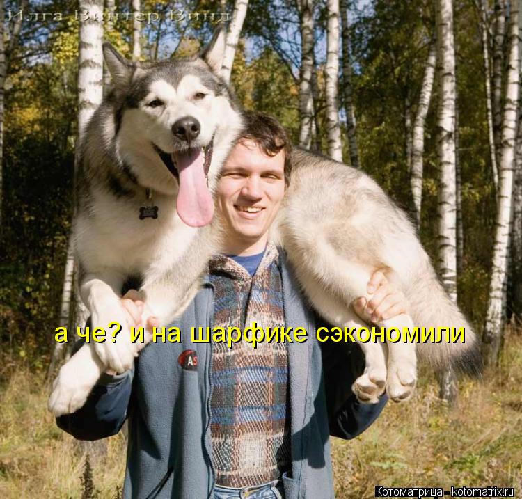 Котоматрица: а че? и на шарфике сэкономили