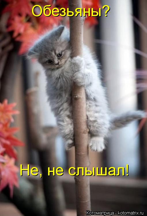 Котоматрица: Обезьяны? Не, не слышал!
