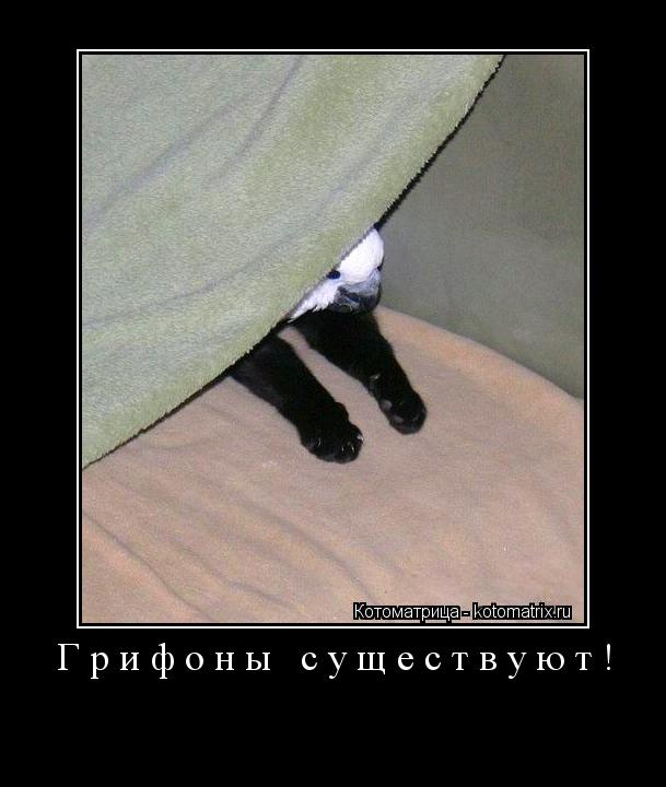 Котоматрица: Грифоны существуют! 