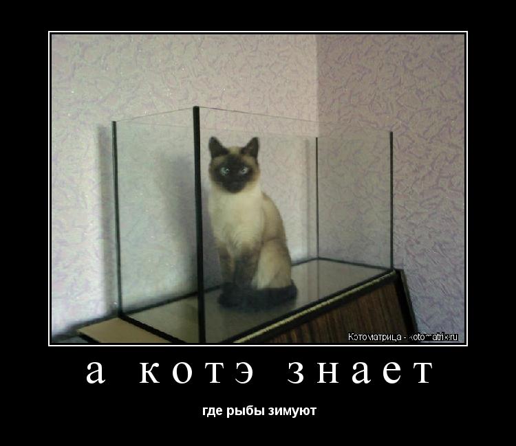 Котоматрица: а котэ знает  где рыбы зимуют