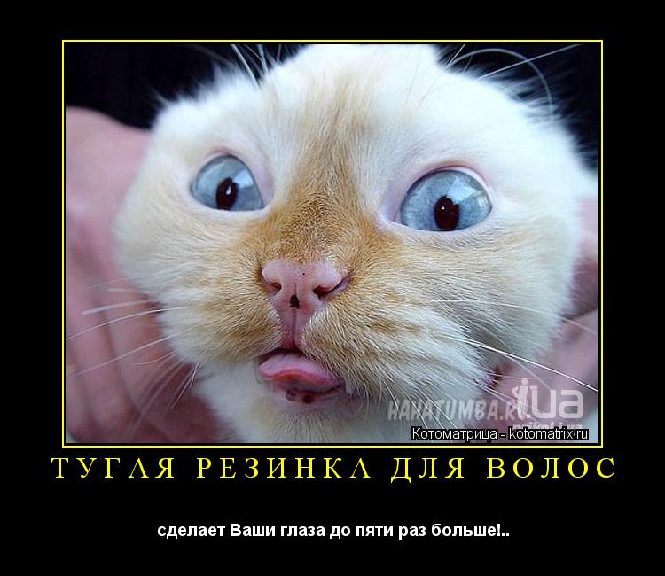 Котоматрица: ТУГАЯ РЕЗИНКА ДЛЯ ВОЛОС сделает Ваши глаза до пяти раз больше!..