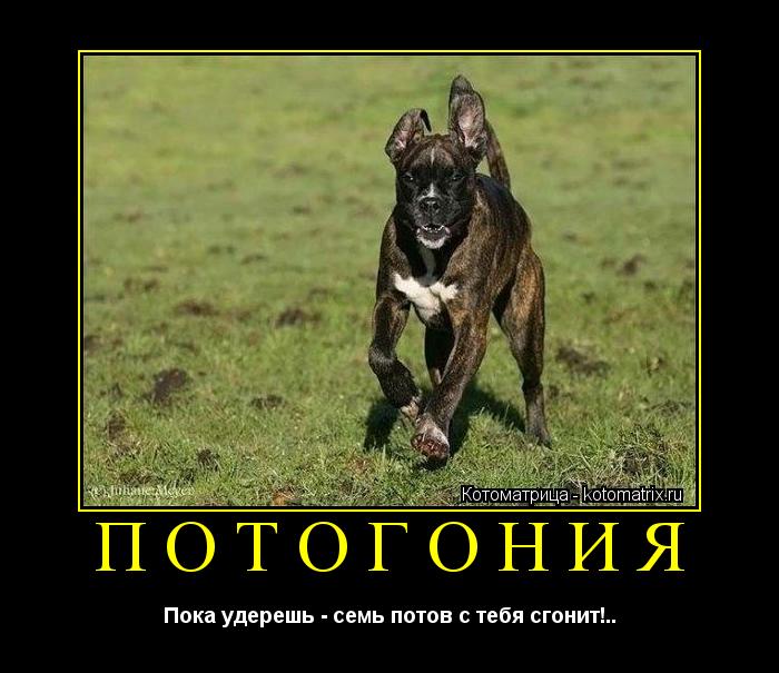 Котоматрица: ПОТОГОНИЯ Пока удерешь - семь потов с тебя сгонит!..