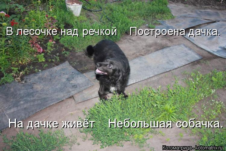 Котоматрица: В лесочке над речкой    Построена дачка. На дачке живёт    Небольшая собачка.
