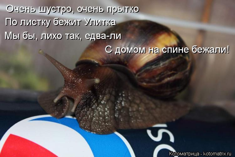 Котоматрица: Очень шустро, очень прытко     По листку бежит Улитка     Мы бы, лихо так, едва-ли     С домом на спине бежали!