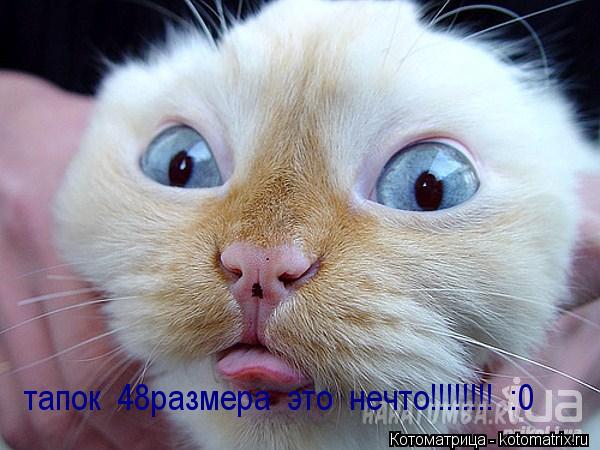 Котоматрица: тапок  48размера  это  нечто!!!!!!!!  :0