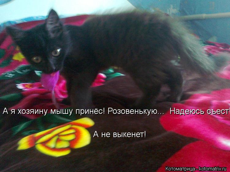 Котоматрица: А я хозяину мышу принёс! Розовенькую...  Надеюсь съест! А не выкенет!  А не выкенет!
