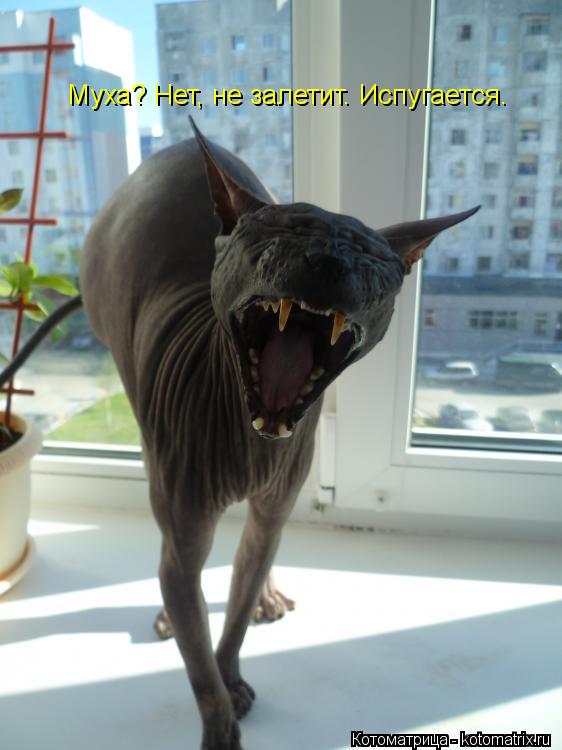 Котоматрица: Муха? Нет, не залетит. Испугается.