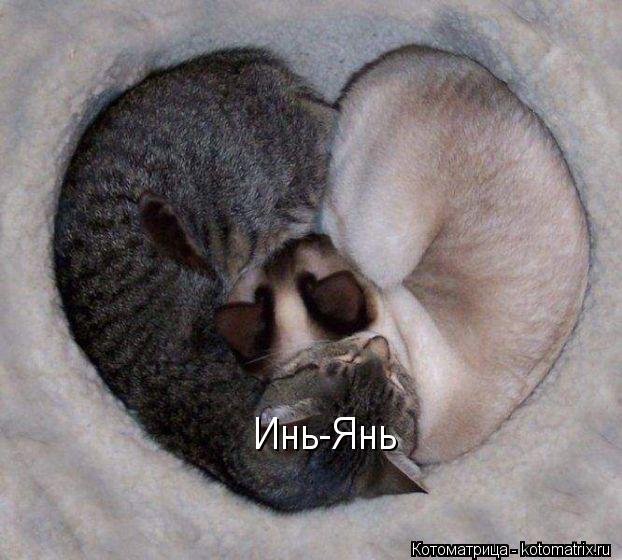 Котоматрица: Инь-Янь