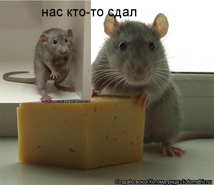 Котоматрица: нас кто-то сдал