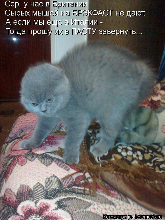 Котоматрица: Сэр, у нас в Британии Сырых мышей на БРЭКФАСТ не дают. А если мы еще в Италии - Тогда прошу их в ПАСТУ завернуть...
