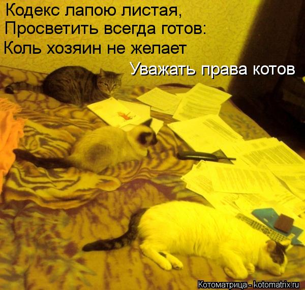 Котоматрица: Кодекс лапою листая,    Просветить всегда готов:    Коль хозяин не желает     Уважать права котов