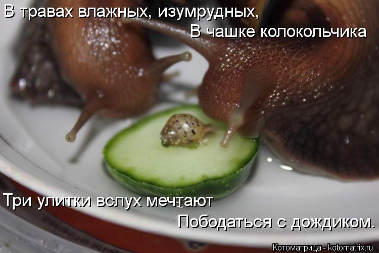 В травах влажных, изумрудных, В чашке колокольчика Три улитки вслух мечтают Пободаться с дож... Котоматрица: В травах влажных, изумрудных, В чашке колокольчика Три улитки вслух мечтают Пободаться с дождиком.