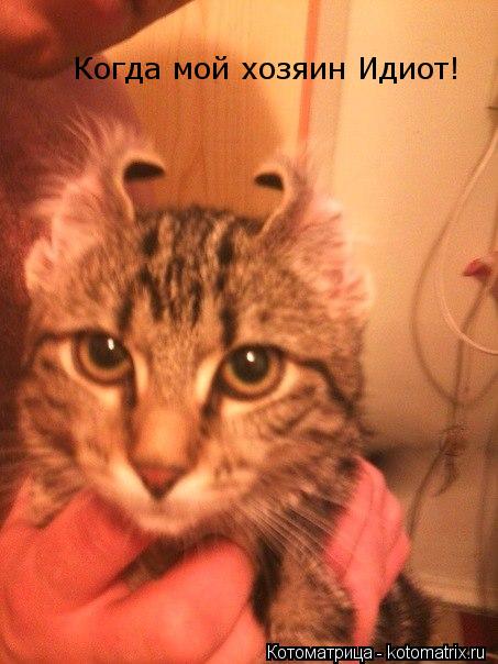 Котоматрица: Когда мой хозяин Идиот!